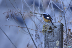 旅するジョウビタキ