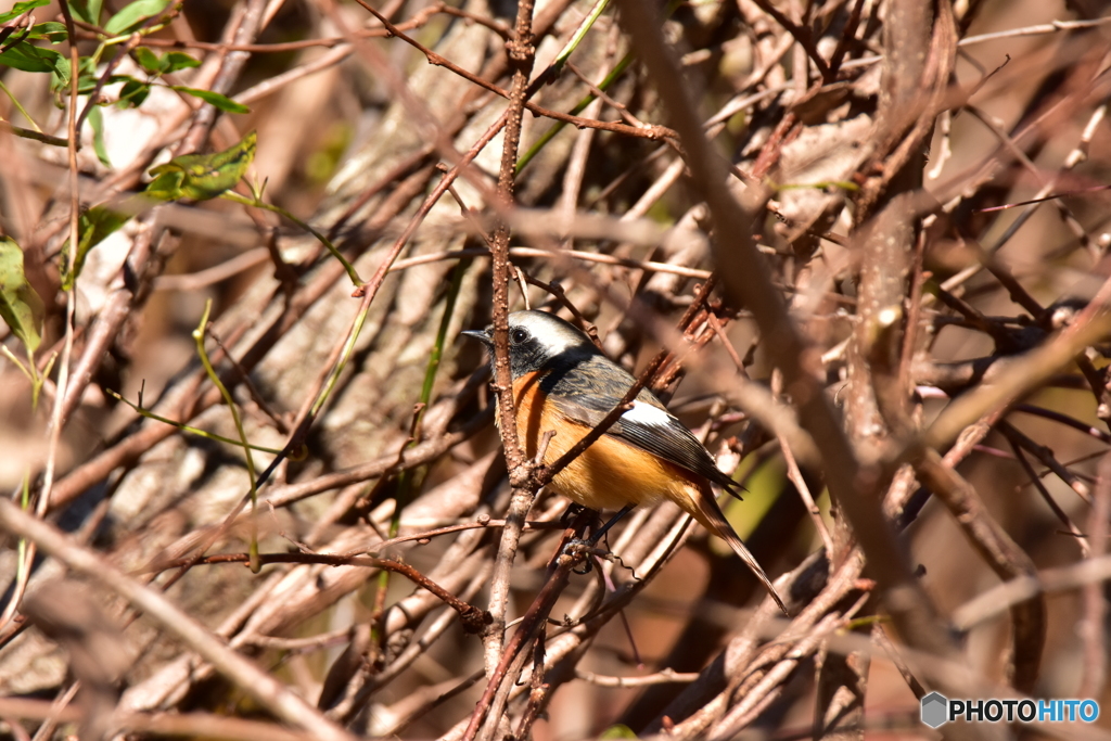 ここには餌があるのだ