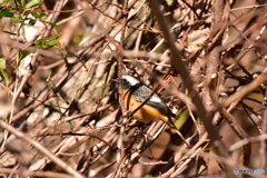 ここには餌があるのだ ここには餌があるのだ