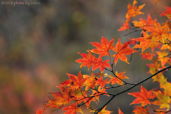 山紅葉