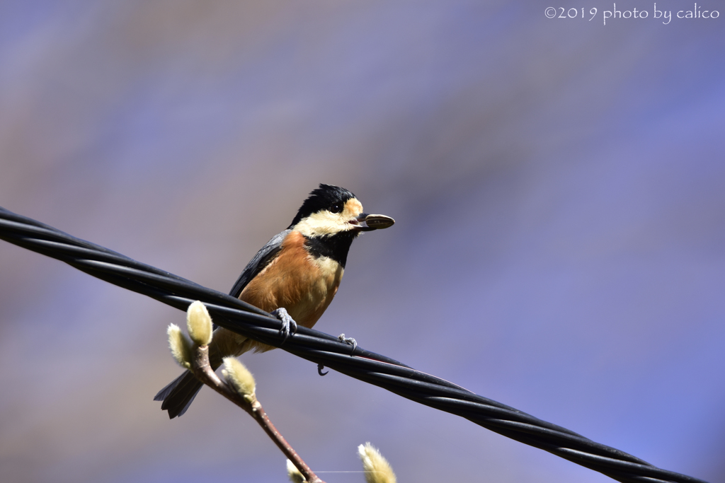 何個でも運ぶよ