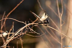 エナガの家族 ②