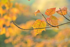 紅葉始まる