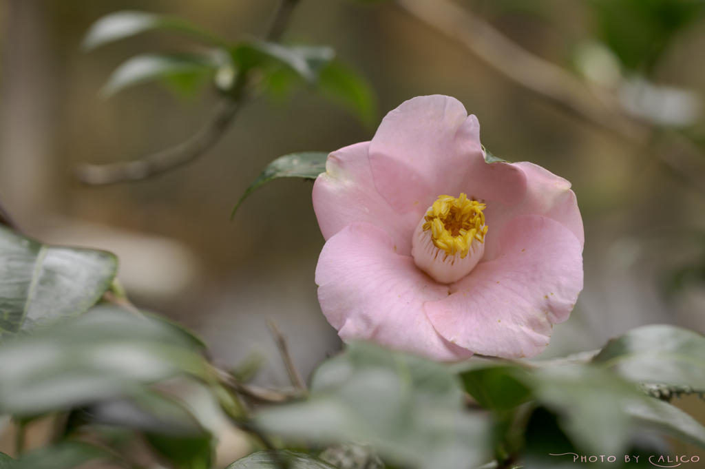 一番花