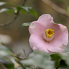 一番花