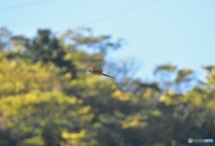 君は誰？？ Ⅰ