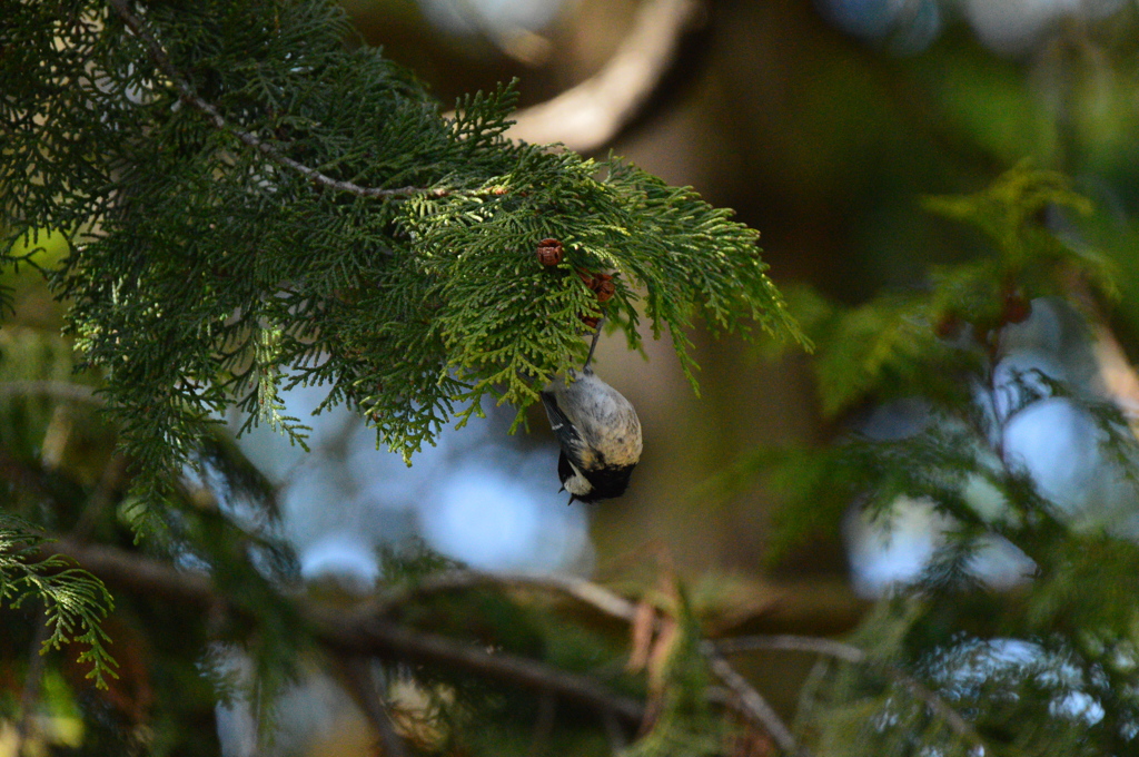 ダイナミックな日雀