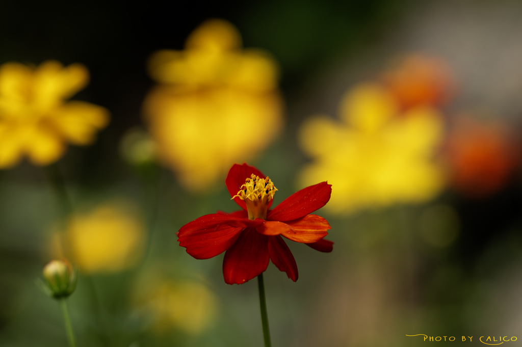 vitamin color