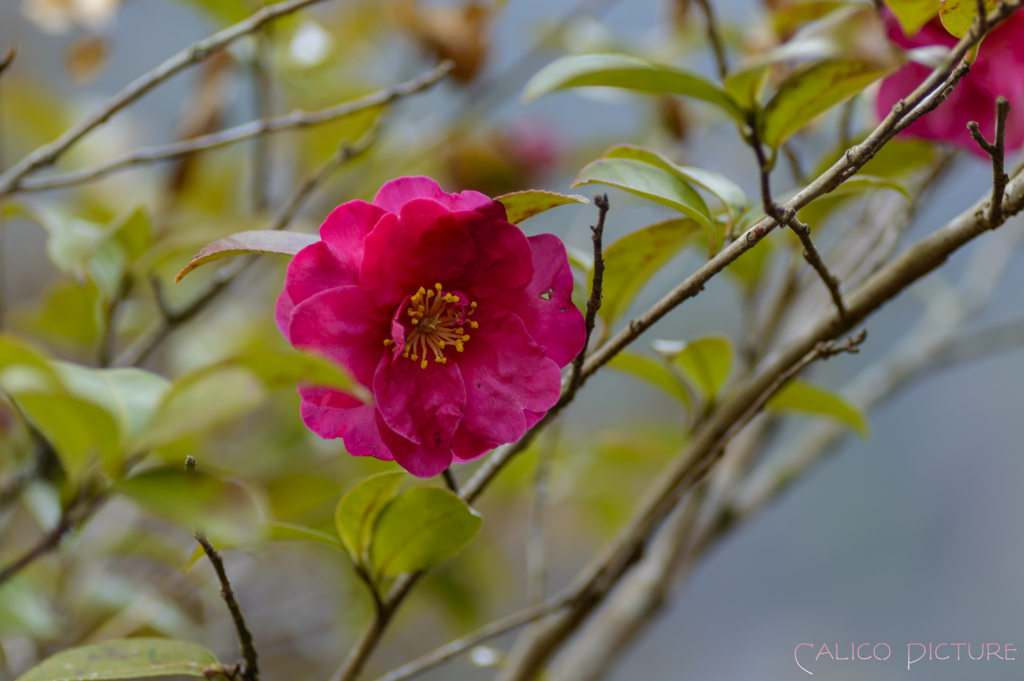 名残り花