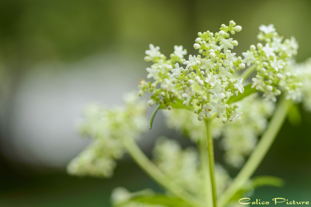 秋の花咲く