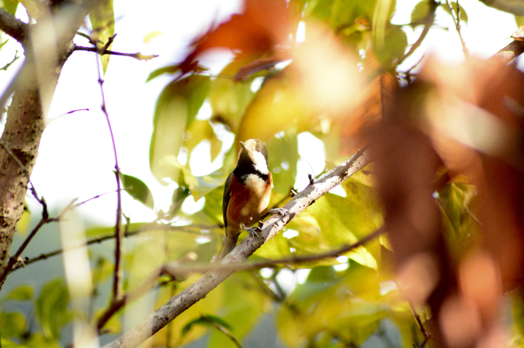 朝日とヤマガラ