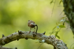 スズメの食事 ①
