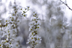 白い小雪