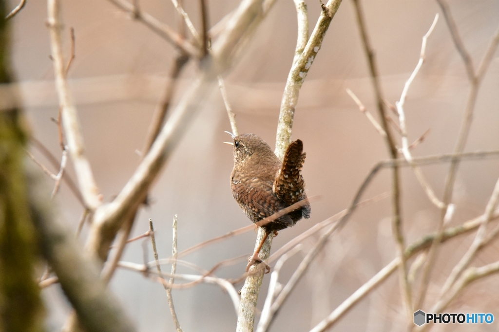 春を呼ぶミソサザイ Ⅰ