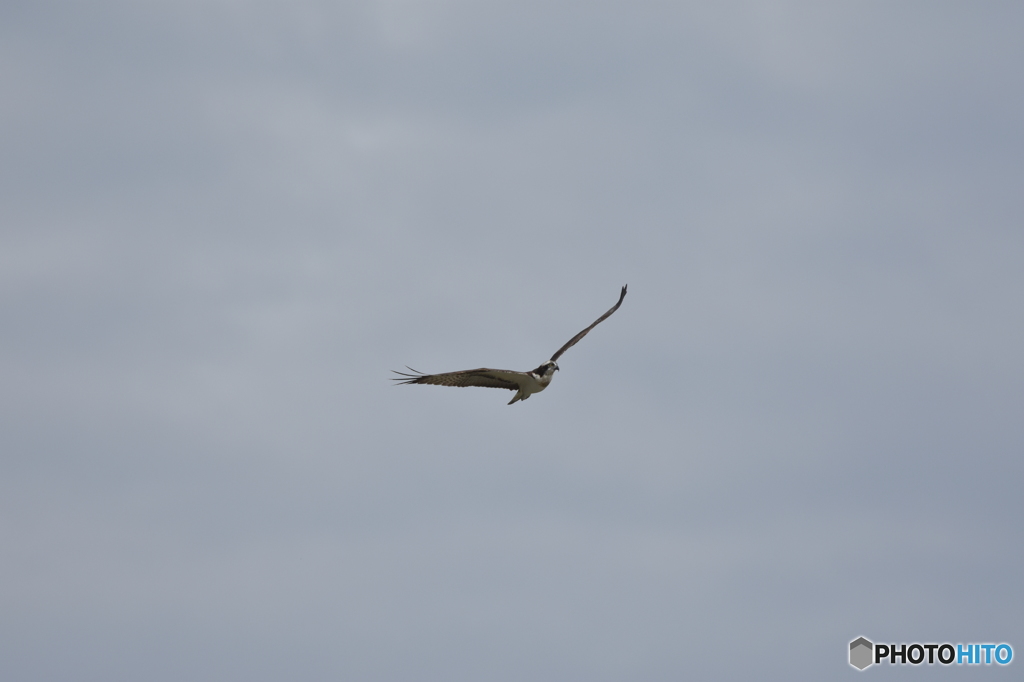 きりりとした顔