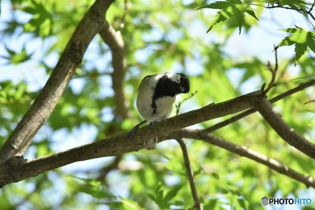 シジュウカラのストレッチ～その２～