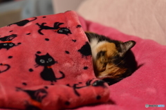 さぁ おやすみニャ～