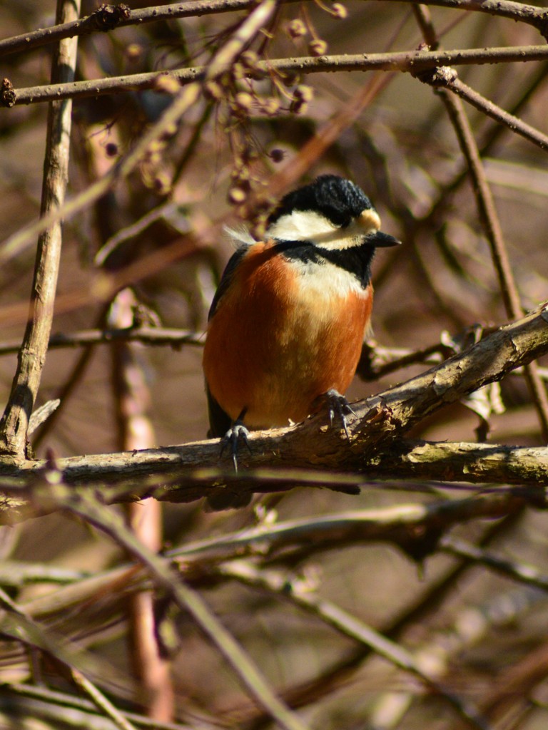 ちょい悪ヤマガラ