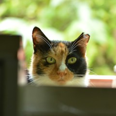 三毛猫ミーコ
