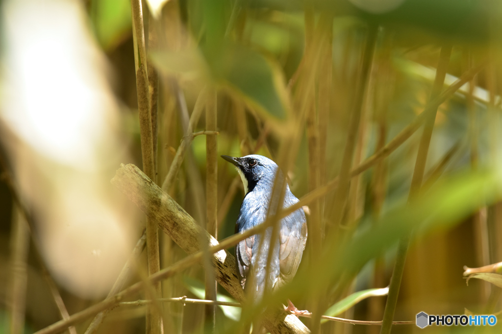 藪の中のコルリ ②