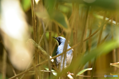 藪の中のコルリ ②