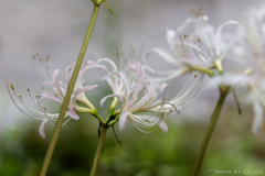 天上の花