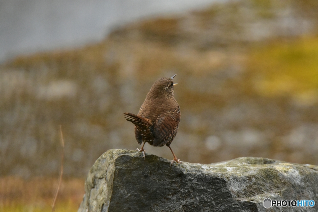 春を呼ぶミソサザイ Ⅲ