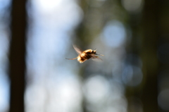 小さなレーサー