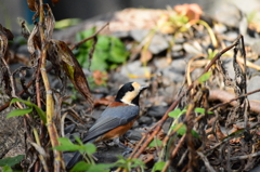 山葵田のヤマガラ