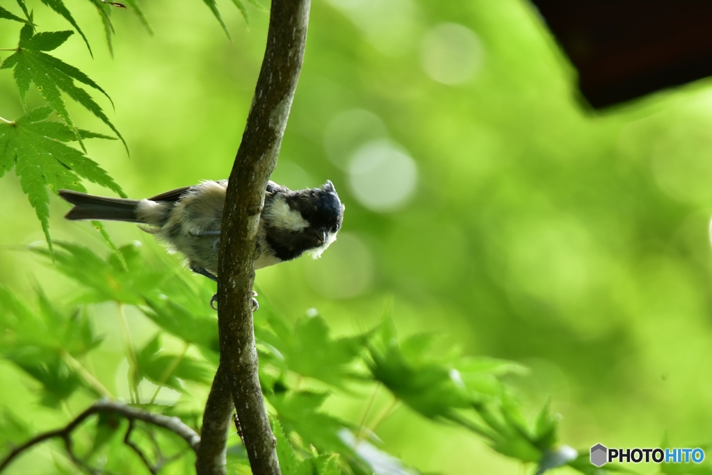 おや、あれは何かな？