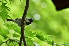 おや、あれは何かな？