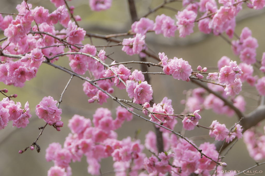 花桃の季節 Ⅰ