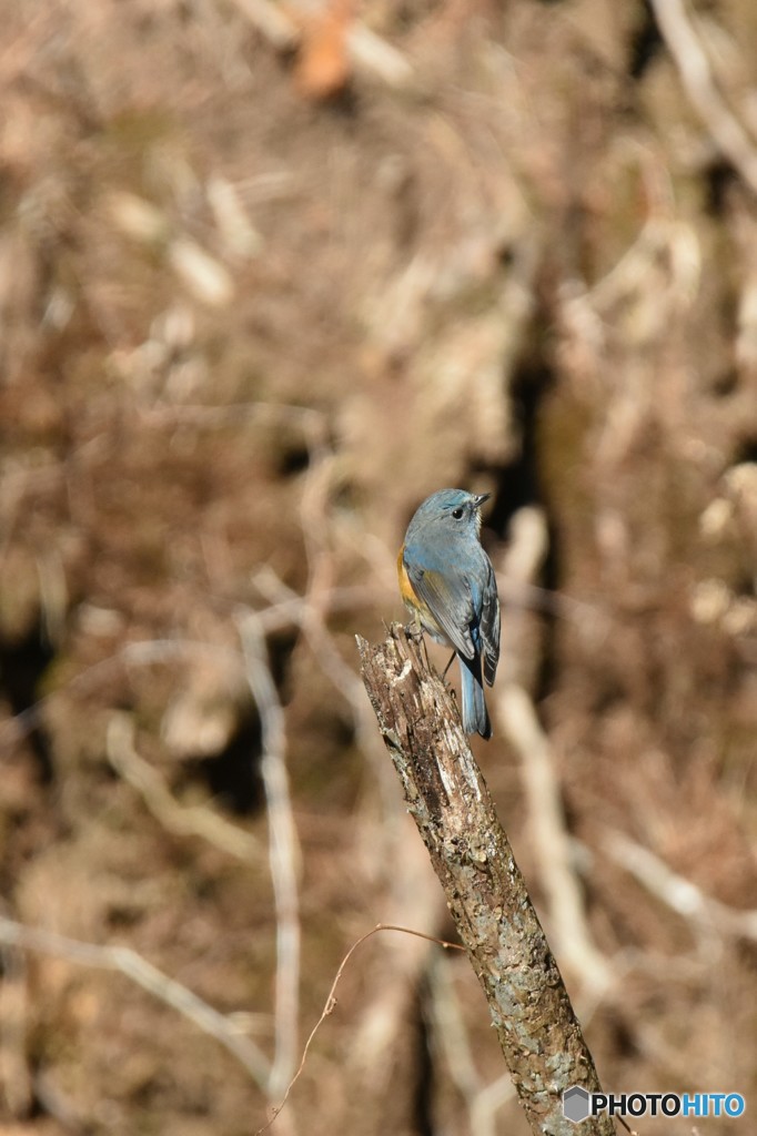 僕の背中綺麗かな？
