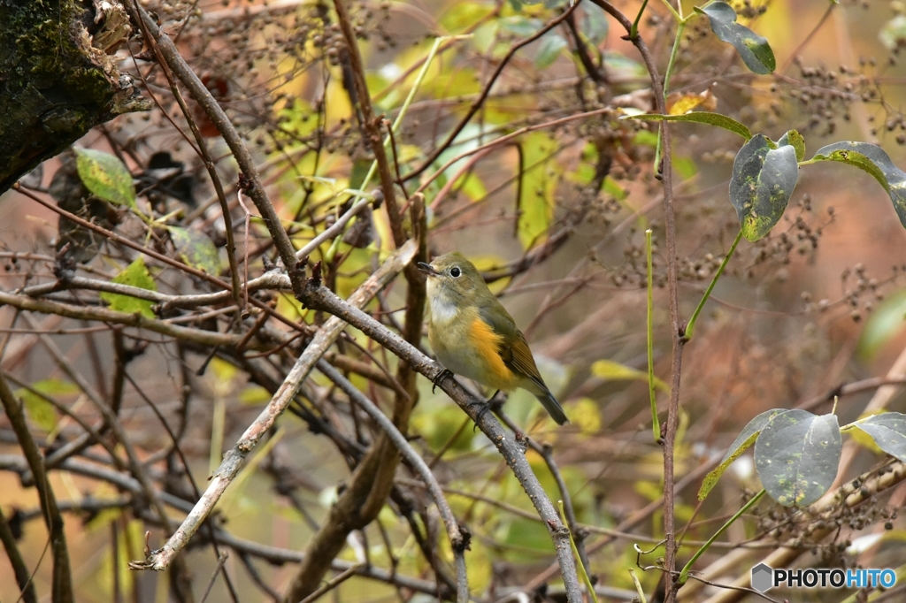 ルリビタキ雄若鳥か？