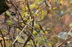 ルリビタキ雄若鳥か？