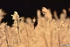 金色の野に 金色の野に