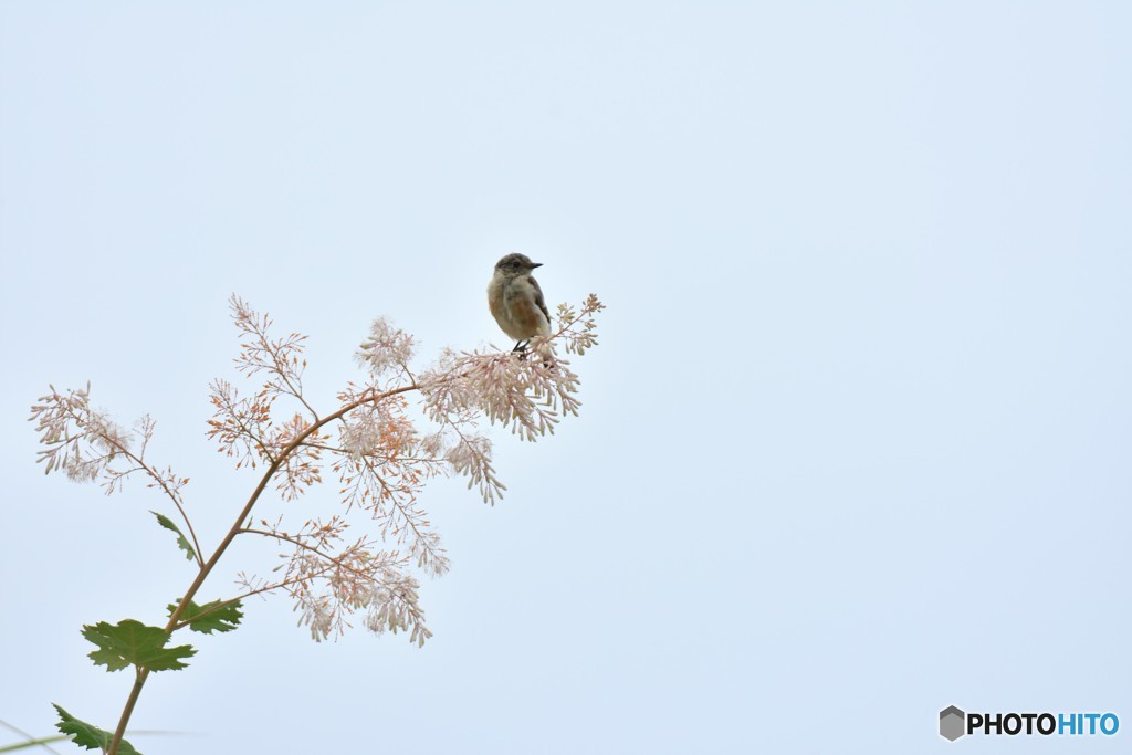 ふんわり