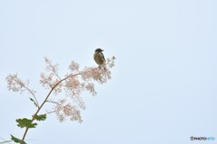 ふんわり