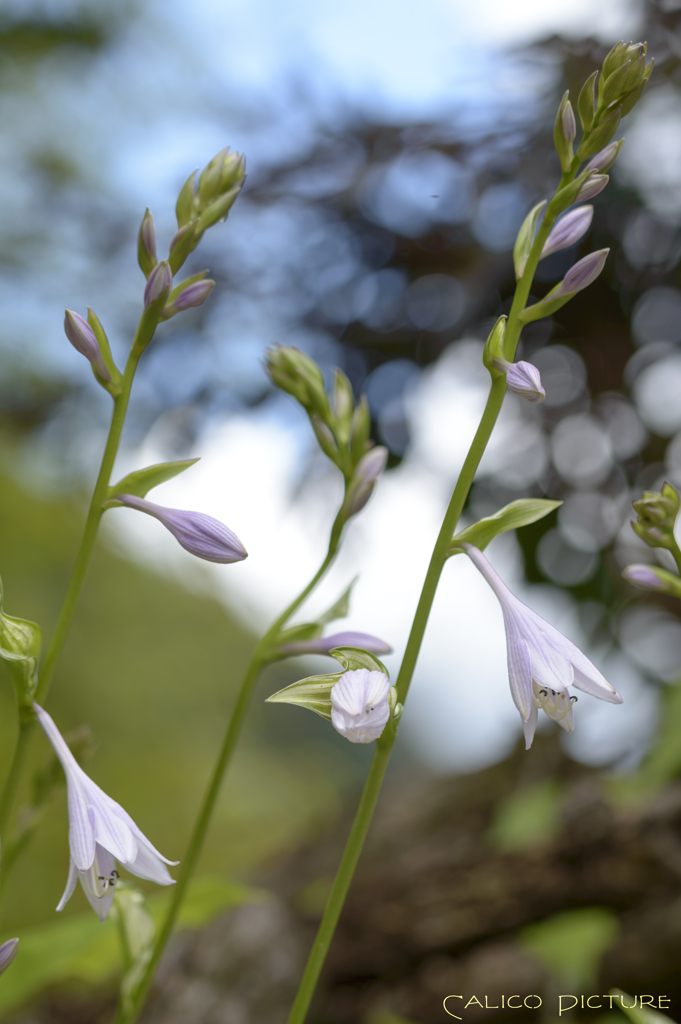 梅雨の晴れ間とギボウシの花