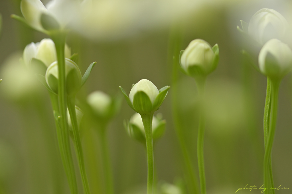 日の目を待ちわびて