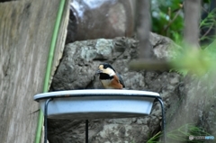 水受けの前に！