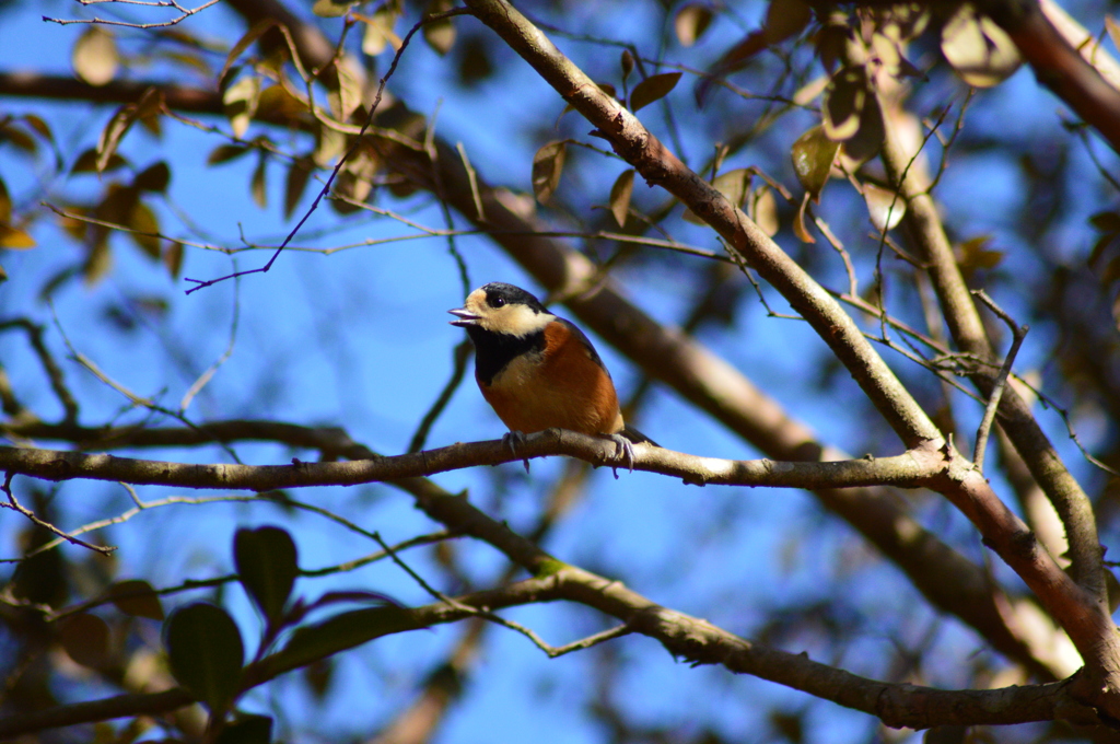 お喋りなヤマガラ