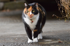  よろしくニャ！