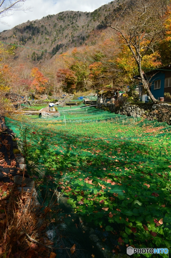 秋深まる山葵田