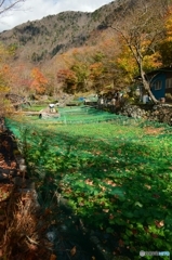秋深まる山葵田