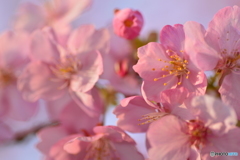 夕陽に染まる美和桜