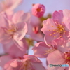 夕陽に染まる美和桜