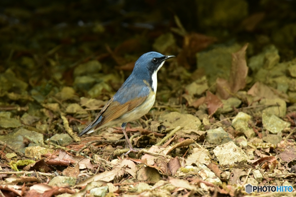 車の下から出てきたコルリ
