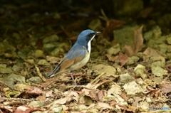 車の下から出てきたコルリ
