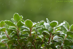 緑雨